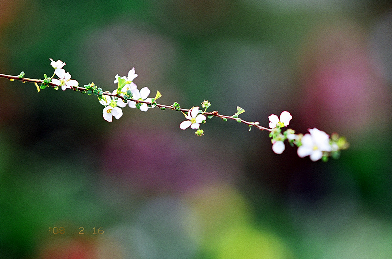 미놀타 다이낙스 7 / ZA 135 F1.8 / 아그파 울트라 100 / 세하포토