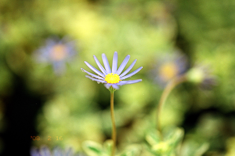 미놀타 다이낙스 7 / ZA 135 F1.8 / 아그파 울트라 100 / 세하포토