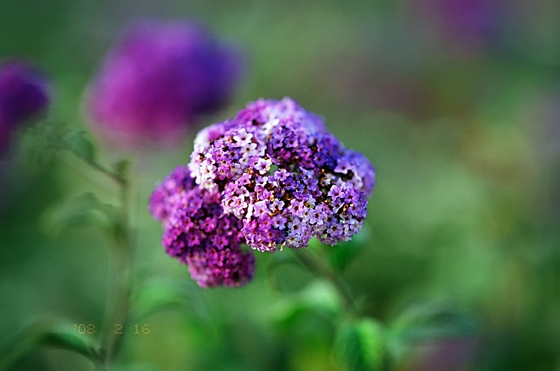 미놀타 다이낙스 7 / ZA 135 F1.8 / 아그파 울트라 100 / 세하포토