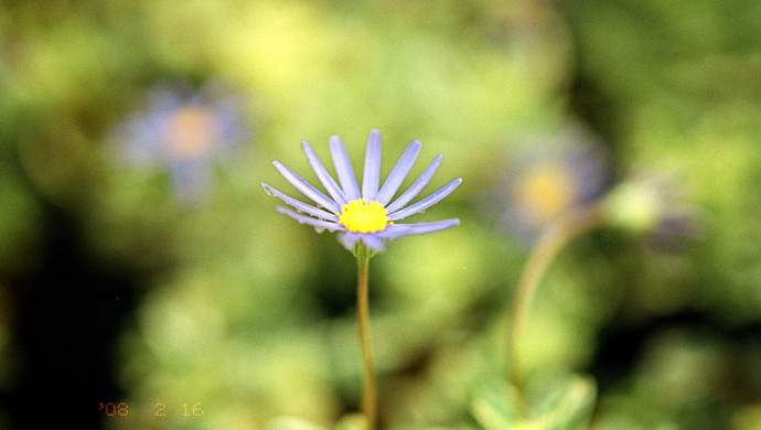 미놀타 다이낙스 7 / ZA 135 F1.8 / 아그파 울트라 100 / 세하포토