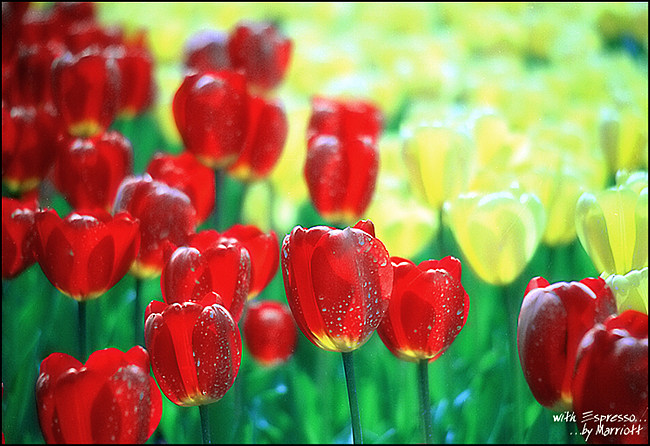 Tulip_3_copy.jpg